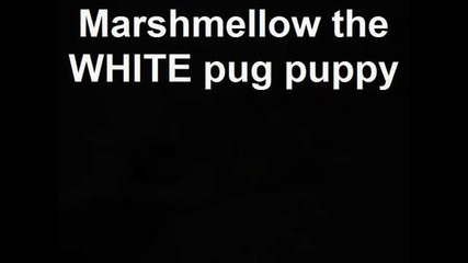 Marshmellow the White pug puppy