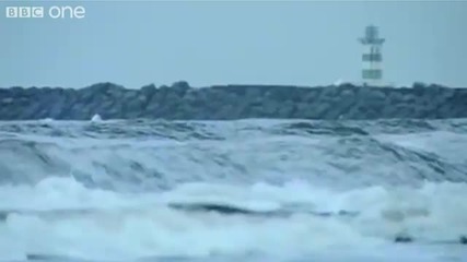 Кинетичните скулптури на Тео Янсен