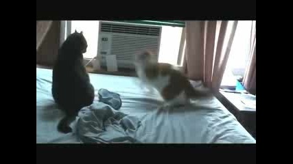 Котешки бой