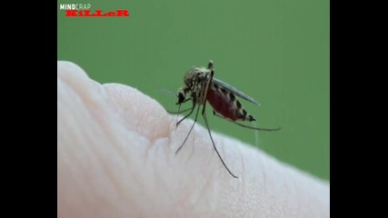 Kак се храни комар с вашата кръв.