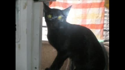 Сладка котка на врата