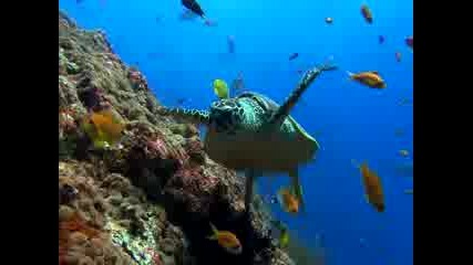 Красотата на Природата - Водна Костенурка