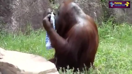 Компилация Смях ! Funny Animal Videos Compilation 2015