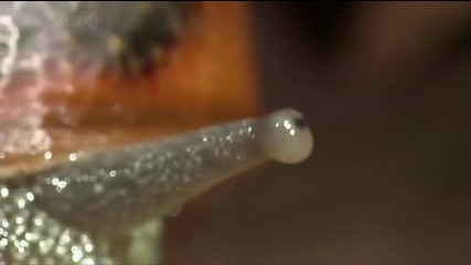 Bbc - The Evolution of the Eye 
