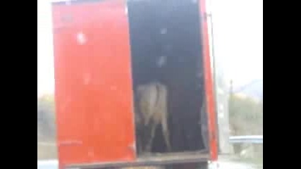 Крава И Кон в Камион