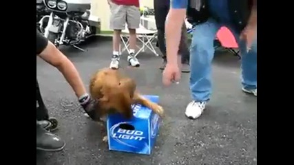 Куче не си дава бирата !