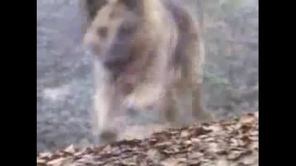 Company Of Wolves