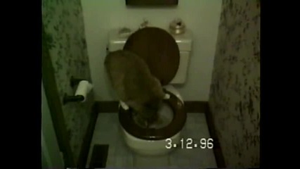 Котка се изхожда в тоалетната 
