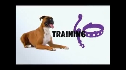 Dogs 101-boxer