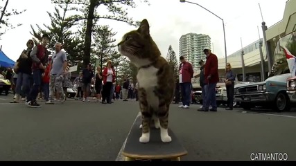 Луд котак се развява по улиците върху скейтборд!