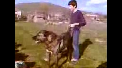 kangal karayaka