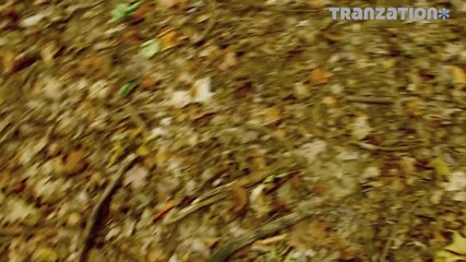 Shogun feat. Emma Lock - Fly Away [tranzation Music Video]