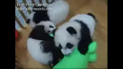 Panda Baby Birthday