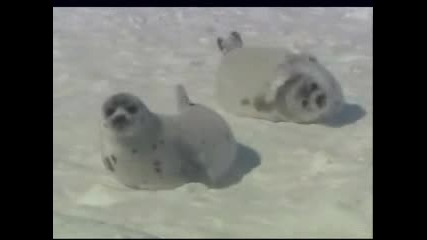 Оценете тяхната красота
