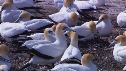 Windows 7 - Wildlife 