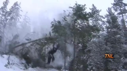 луди в гората