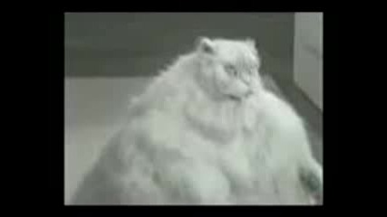 Miau