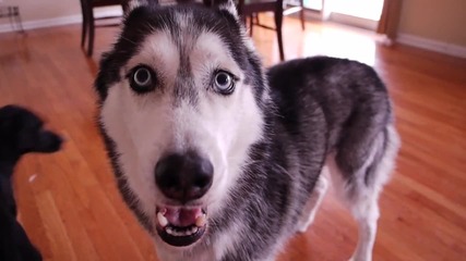 Дует на хъскитата - Mishka & Laika
