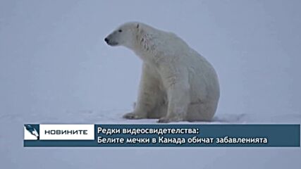Редки видеосвидетелства: Белите мечки в Канада обичат забавленията