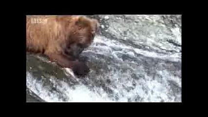 Кафява мечка лов на риба