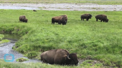 Bison Attack 2 More Yellowstone Visitors