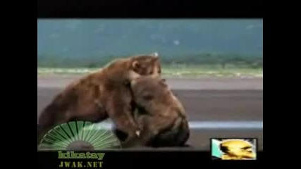Мечешки бой 
