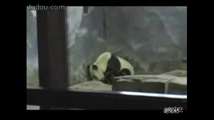 Panda Prison Break