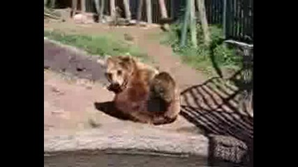 Маструбираща Мечка