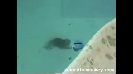 С Маймунка На Басейн