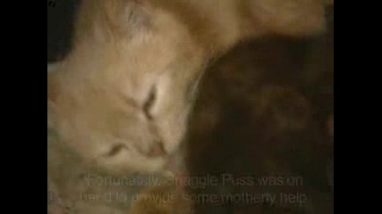 съжителство между котка и зайче 