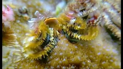 Coral reef wonderland - Wild Indonesia - Bbc 