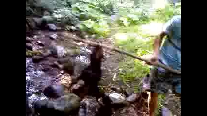 terier