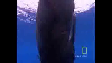 Как Изхвърлят Сперма Китовете