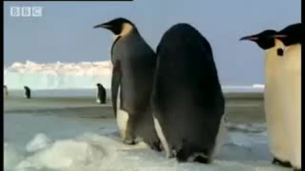 How an egg becomes a baby penguin - Bbc Animals 