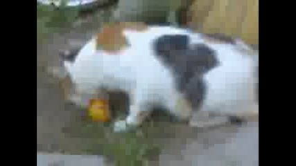 Котката Джери Яде Домат.3gp