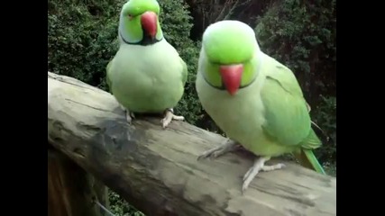 забавни папагалчета