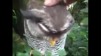Чудна птица, която гука много яко 
