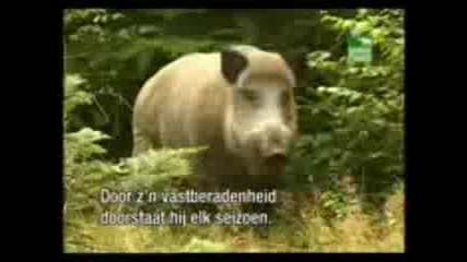Animal Planet - European Wild Boar.avi