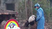 ЗАБАВЛЕНИЕ: Панда демонстрира акробатични умения на въже (ВИДЕО)