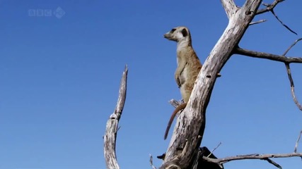 Amazing animals - Meerkats 