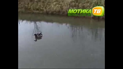 Патки На Лед 