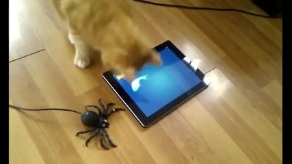 Котка лови риба на своя ipad
