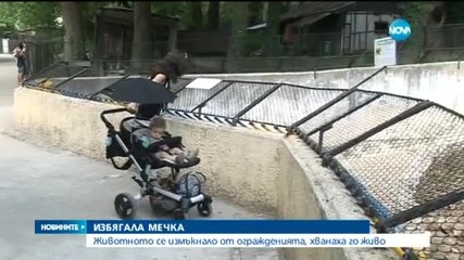 Едната от мечките в зоопарка „Кайлъка“ избяга от заграждението си