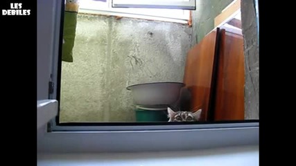 Котарак шпионин 