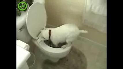 Куче Търси Нещо В Тоалетната!