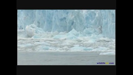 Планетата: Изумителни животни и гледки ( H Q ) 