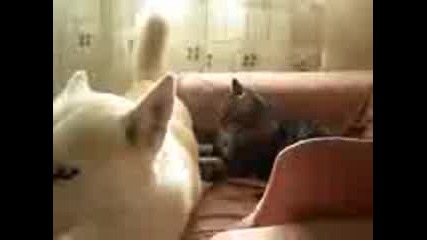 Котка прави масаж на Хъски