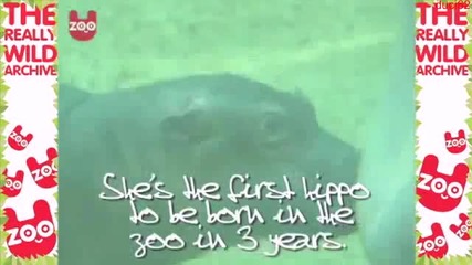Малко хипопотамче се учи да плува