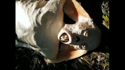 Video Mermaid Daughter real found in jordan 