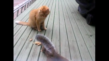 Катеричка краде от храната на котка:)